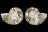 Bargain, Daisy Flower Ammonite (Choffaticeras) - Madagascar #157524-1